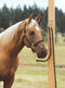 Shown with Horse Tied The Blocker Tie Ring has changed the way people tie their horses, providing a safe, humane way to tie your horse. 